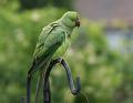 2008-0621_Ringnecked_Parakeete 1100_16